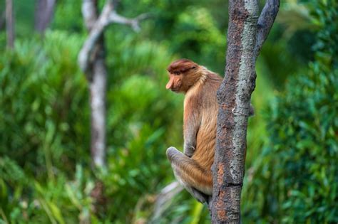 Familia De Mono Narigudo Salvaje O Nasalis Larvatus En La Selva De La