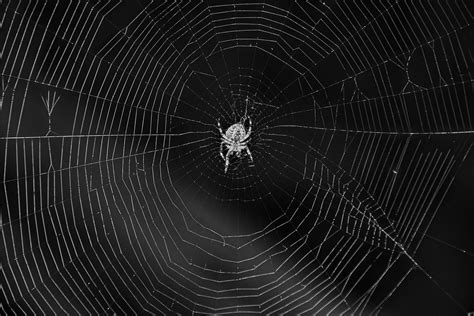 Spider Cobweb Arthropod Free Photo On Pixabay Pixabay