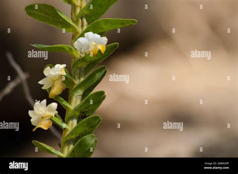 Dendrobium Ellipsophyllum Hi Res Stock Photography And Images Alamy