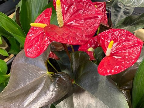 Anthurium Royal Coral Champion Merryhatton Garden Centre