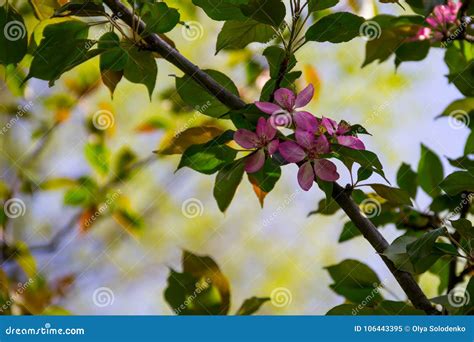 Pink Crab-apple Blossoms on Tree Branch Stock Image - Image of flower, delicate: 106443395