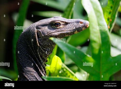 Malayan Water Monitor Varanus Salvator Head Detail Singapore Stock