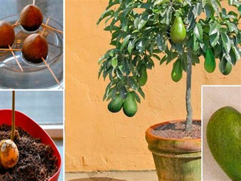 Como Cultivar Aguacate En Casa En 5 Sencillos Pasos Como Madurar Un Images