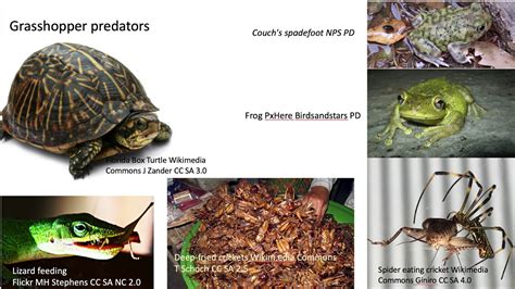 Ib 2 Cricket Anatomy And More Youtube