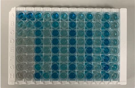 Human Mouse Rat Total Bdnf Elisa Quantikine Dbnt R D Systems