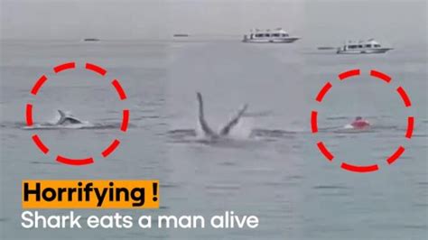 WATCH: Shark Eats a Russian Man Alive, Horrifying Video Goes Viral ...