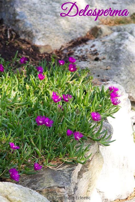 Planting Ice Plant Ground Cover - ground cover good