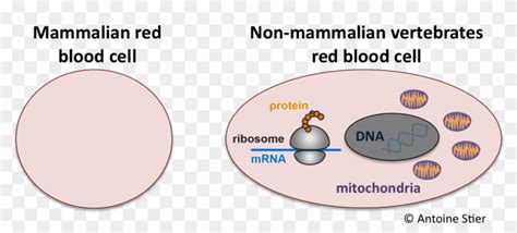 A Comparison Of Mammalian And Non-mammalian Red Blood - Mammalian Red Blood Cell Diagram, HD Png ...