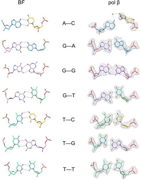 Comparison Of Binary Complex Primer Terminus Mismatches With Bacillus