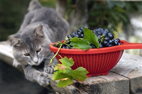 Gato pode comer açaí Revista Meu Pet