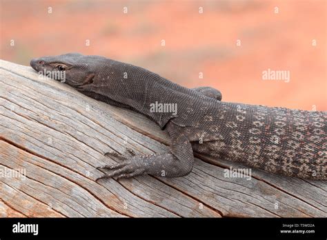 Black Headed Goanna Hi Res Stock Photography And Images Alamy