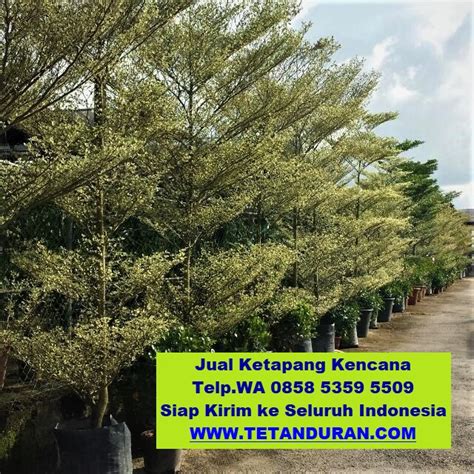 Jual Pohon Ketapang Kencana Harga Murah 0812 4902 5398