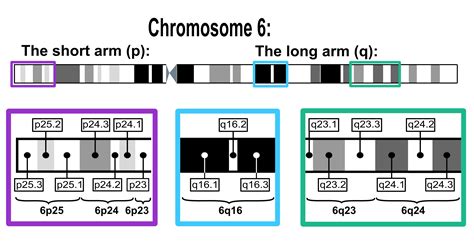 Chromosome 6 Project