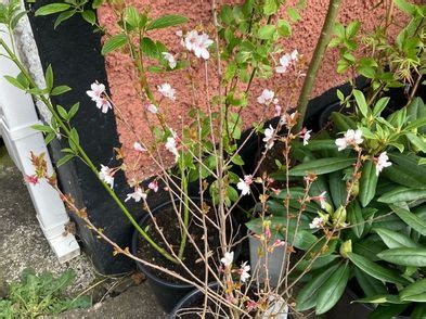 Plant Dwarf Cherry Blossom Tree For Sale in Raheny, Dublin from ...