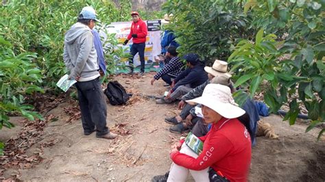 Dra Ayacucho Promueve Escuelas De Campo Para Fortalecer La Producci N