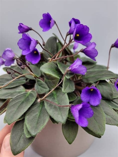 African Violet Miniature Trailer Indoor Vallarta Etsy Uk