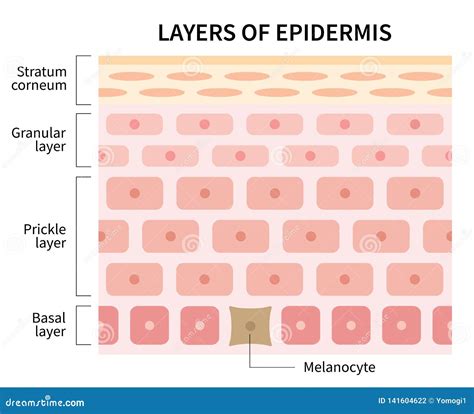 Layers of Epidermis Illustration Isolated on White Background. Skin and ...