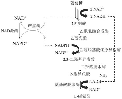 生产L 缬氨酸的重组大肠杆菌其构建方法及其应用