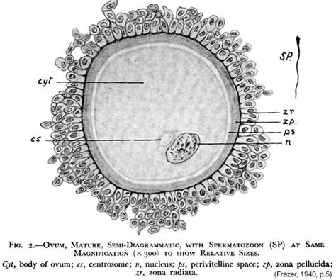 Granulosa Cell Embryology