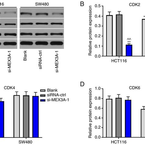 Mex A Knockdown Inhibits The Proliferation Of Colorectal Cancer Cells