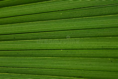 Close Up Em Folha De Palmeira Verde Da Estrutura Imagem De Stock