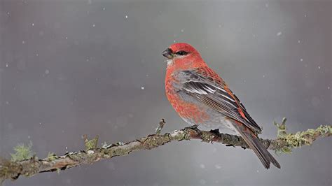 The Savvy Winter Bird Photographer Part 2 Bandh Explora