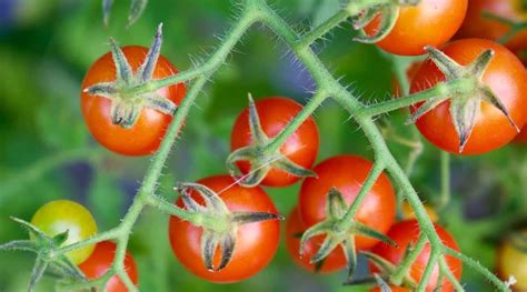 21 Small Tomato Varieties For Your Vegetable Garden