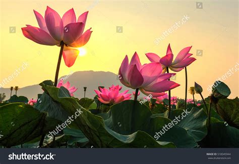 36858 Lotus Flower Field Images Stock Photos And Vectors Shutterstock