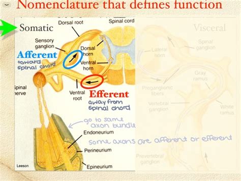 Histo Peripheral Nervous Tissue Pns Flashcards Quizlet