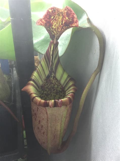 Nepenthes X Veitchii X Burbidgeae Photos