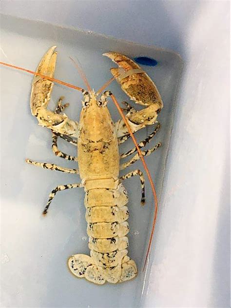 Rare 'calico' lobster saved from Red Lobster when employee spotted the ...