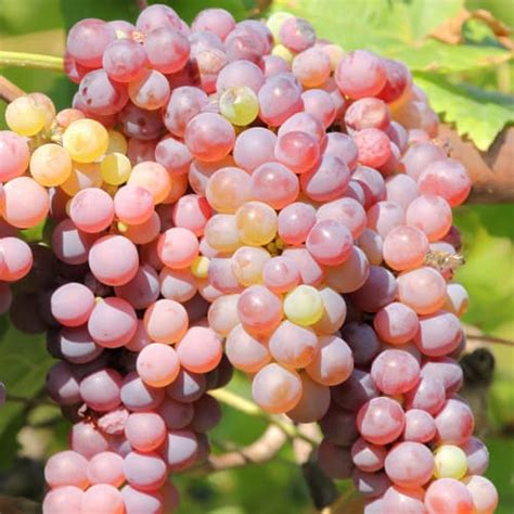 Winoro L Einset Seedless Sadzonki Kupuj Korzystniej W Gradinamax Pl