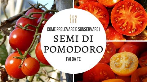 Semi Di Pomodoro Fai Da Te Come Prelevare E Conservare I Semi Dal