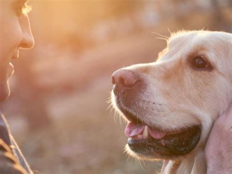 Qu Ocurre En Nuestro Cerebro Cuando Acariciamos A Un Perro Gen