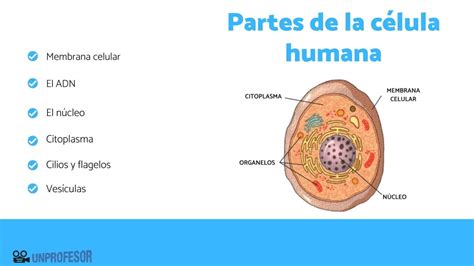 Descubre las partes esenciales de la célula humana en solo minutos CFN