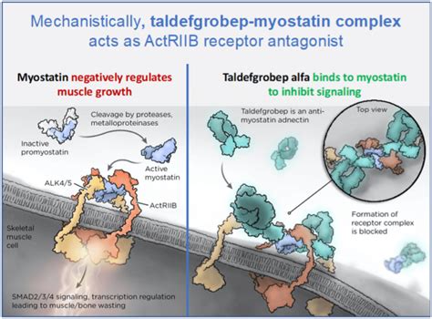 Myostatin Inhibition Platform Biohaven