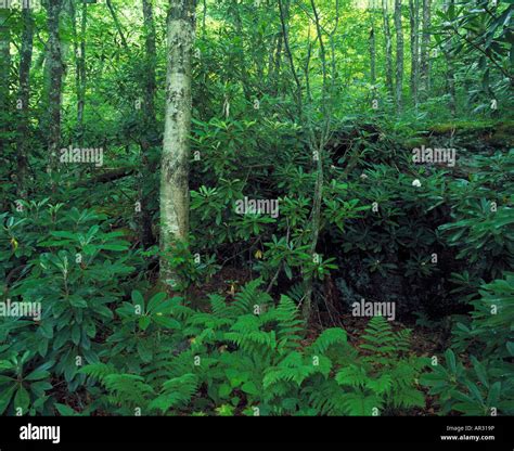 Yellow Birch Forest Chattahoochee National Forest Georgia Usa Stock