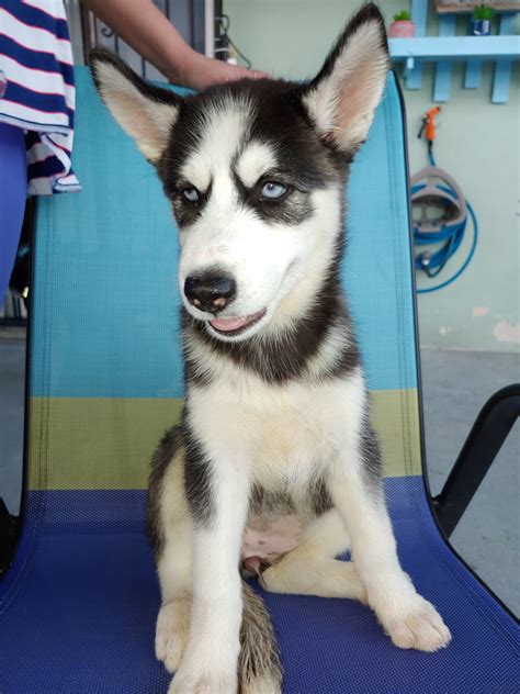 Alaskan Husky Puppies For Sale | Miami, FL #310122