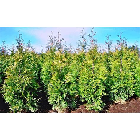 Buy Green Giant Arborvitae Online | Shop Bay Gardens Online Nursery