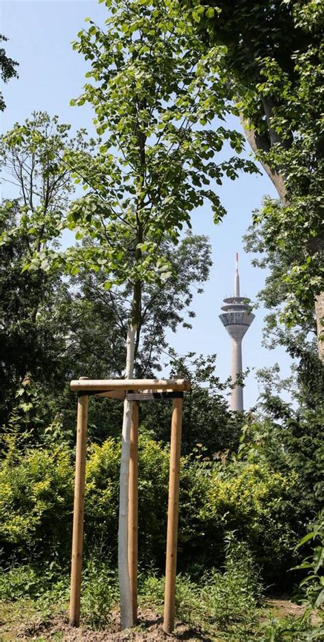 Stadt Düsseldorf pflanzt Bäume nach