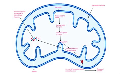 A Schematic Representation Of Oxidative Stress And The Resulting