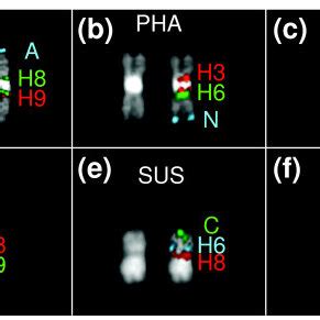 Examples of co-hybridization experiments on (a) macaque (MMU), (b ...