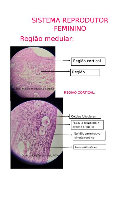 Sistema Reprodutor Feminino Histologia - Sistema Reprodutor Feminino - Histologia e Embriologia - SISTEMA ...