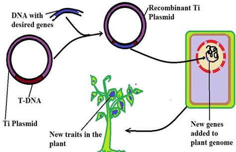 Transgenic Plants - Definition, Examples, Applications and Advantages