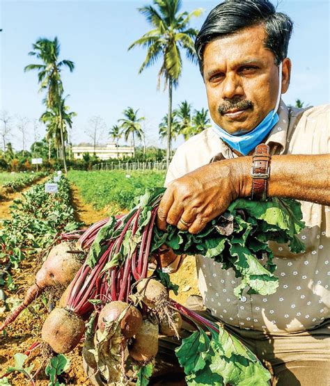 Beetroot Can Be Grown In Kerala By Sowing Seeds Suitable For Climate