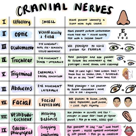 Cranial Nerves Sheet Colorful Hand Drawn Pictures for Nursing Students ...