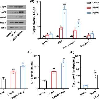 PM2 5 Exposure Induced NLRP3 Inflammasome Activation Following OGD R