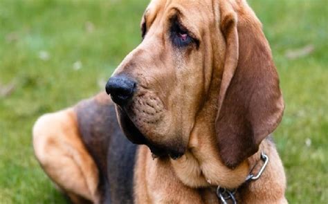 All About Bloodhound Dog Breed – Origin, Behavior, Trainability, Facts ...