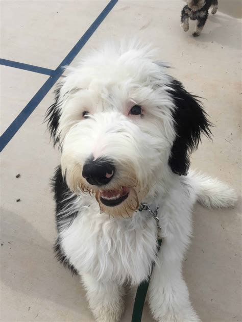 Sheepadoodle - Dog Training Mobile