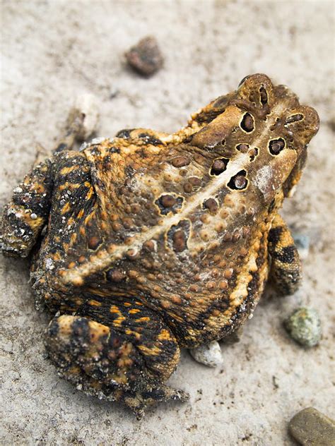 Road Toad Photograph by JP McKim